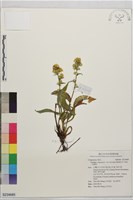 藏品(一枝黃花)的圖片