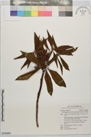藏品(玉山杜鵑)的圖片