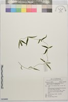 藏品(玉山肺形草、披針葉肺形草)的圖片