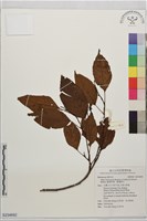 藏品(臺灣赤楊、臺灣榿木)的圖片