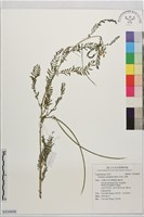 藏品(田菁)的圖片