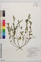 藏品(煉莢豆、山地豆)的圖片