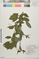 藏品(臺灣溲疏)的圖片