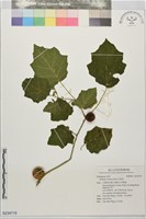 藏品(毛果茄)的圖片