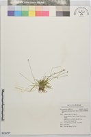 藏品(菲律賓穀精草)的圖片