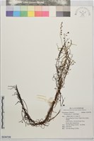 藏品(長葉茅膏菜)的圖片