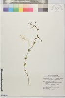 藏品(定經草)的圖片