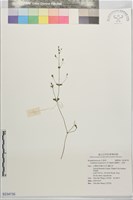 藏品(藍豬耳、母草)的圖片