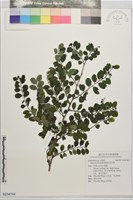 藏品(紅仔珠)的圖片