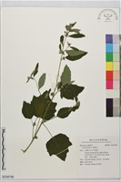 藏品(野棉花)的圖片