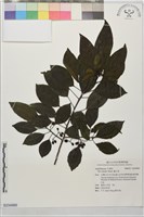 藏品(鐵冬青)的圖片