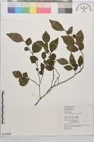 藏品(菱葉柿)的圖片