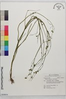 藏品(歐洲稻槎菜)的圖片