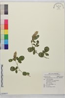 藏品(大葉兔尾草)的圖片