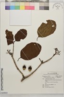 藏品(黑柿木、十二雄蕊破布木)的圖片