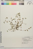 藏品()的圖片