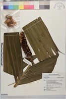 藏品()的圖片
