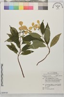 藏品(華八仙)的圖片