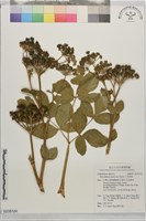 藏品(日本前胡)的圖片