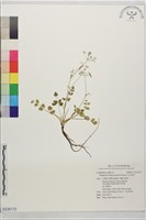 藏品(玉山茴香)的圖片