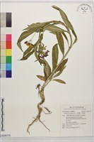 藏品(尖尾鳳、馬利筋)的圖片