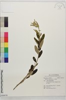 藏品(山芝麻)的圖片