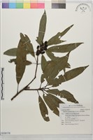 藏品(假長葉楠)的圖片