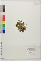 藏品(濱斑鳩菊)的圖片