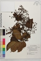 藏品(茄苳、重陽木)的圖片