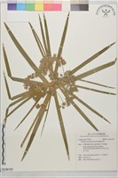 藏品(輪傘莎草)的圖片