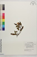 藏品(甕菜、空心菜)的圖片