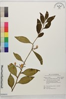 藏品(山柚、擬常山)的圖片