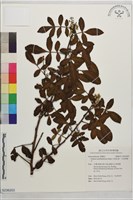 藏品(巴西乳香、巴西胡椒木)的圖片
