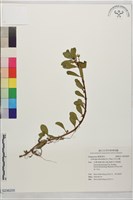 藏品(白花水龍)的圖片