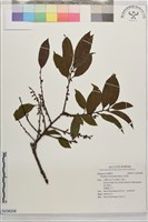 藏品(山紅柿)的圖片
