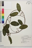 藏品(盤龍木、牛筋藤)的圖片