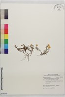 藏品(玉山金絲桃)的圖片