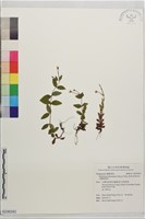 藏品(黑龍江柳葉菜)的圖片