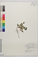 藏品(高山白珠樹)的圖片
