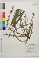 藏品(蘭嶼山檳榔、山檳榔)的圖片