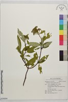 藏品(華八仙)的圖片