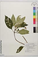 藏品(小花蛇根草)的圖片