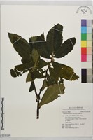藏品(食用樓梯草)的圖片