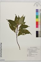 藏品(華八仙)的圖片