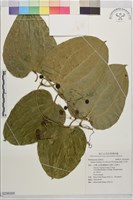 藏品(海島土茯苓)的圖片