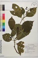藏品(大果玉心花)的圖片