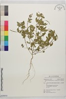 藏品(平伏莖白花菜、成功白花菜)的圖片