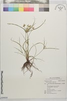 藏品(畦畔莎草)的圖片