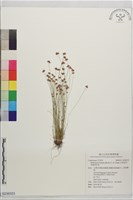 藏品(毛球柱草、高雄球柱草)的圖片