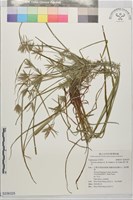 藏品(墾丁扁莎)的圖片
